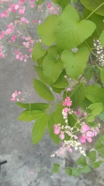 video of pink flowers in the garden. beautiful snippets for your videos.