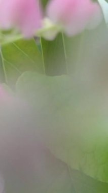 pink flowers in the garden video. beautiful snippets for your videos.