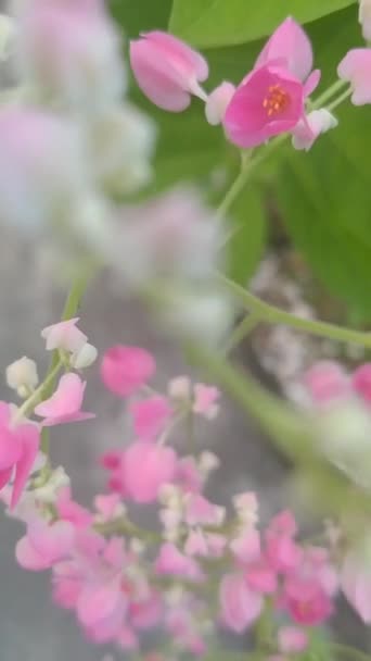 Розовые Цветы Видео Саду Красивые Фрагменты Ваших Видео — стоковое видео
