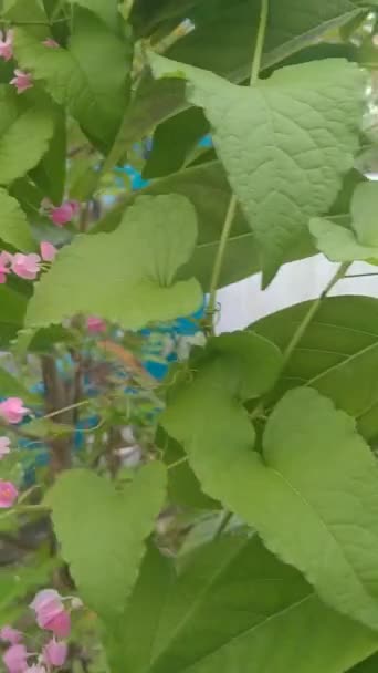 Pink Flowers Garden Video Beautiful Snippets Your Videos — Vídeos de Stock