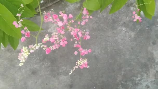 ดอกไม ชมพ ในว โอสวน รองเท าแตะท สวยงามส าหร โอของค — วีดีโอสต็อก