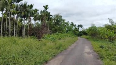 video of areca nut plantations in a village.