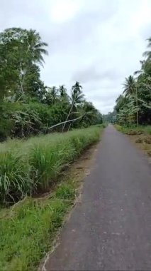 Travel video in a village full of plants