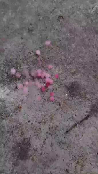 Dramatic Video Pink Flowers Falling Garden Floor — Vídeo de Stock