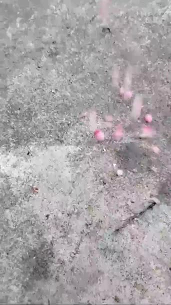 Dramatic Video Pink Flowers Falling Garden Floor — Stockvideo