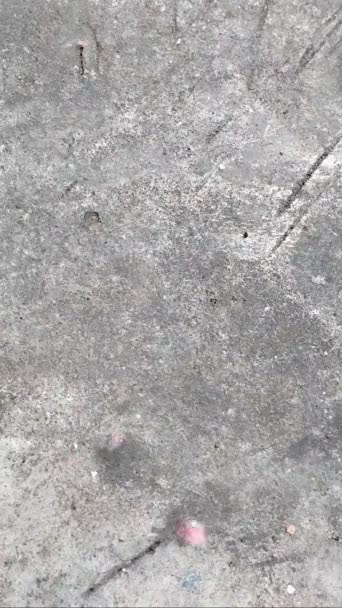 Dramatic Video Pink Flowers Falling Garden Floor — Vídeo de Stock