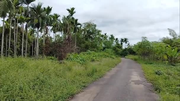 Video Areca Nut Plantations Village — Vídeo de Stock