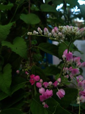 Güzel botanik fotoğrafı, doğal duvar kağıdı.