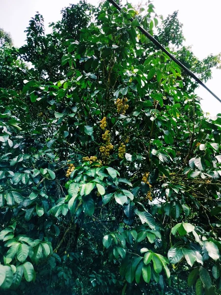 Langsat Fruit Tree Fruiting Indonesian Fruit Borneo Pontianak — 스톡 사진