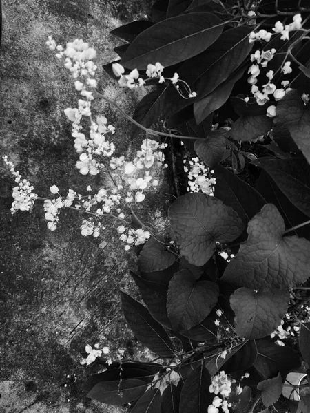 Black White Beautiful Botanical Shot Natural Wallpaper Top View — Stockfoto