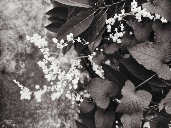 Black White Beautiful Botanical Shot Natural Wallpaper — Stockfoto