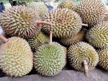 a collection of durian fruit that has just been harvested from the garden juice.