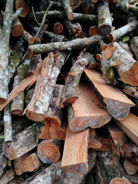 Ormanda Yakacak Odun — Stok fotoğraf