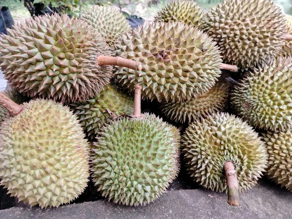 a collection of durian fruit that has just been harvested from the garden juice.
