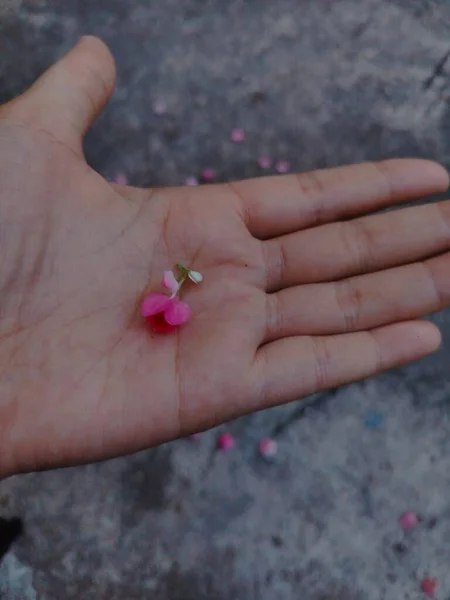 Фокусируйтесь Маленьком Розовом Цветке Над Рукой — стоковое фото
