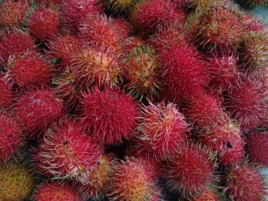 fresh rambutan fruit freshly harvested from the garden.