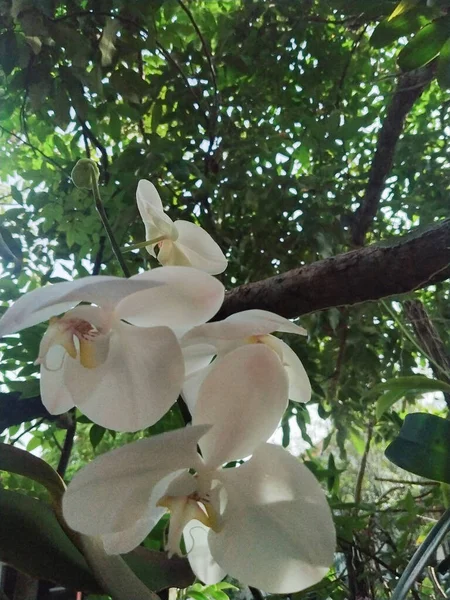 Саду Цвіте Орхідея Phalaenopsis Amabilis Orchid Розмитим Фоном Листя — стокове фото