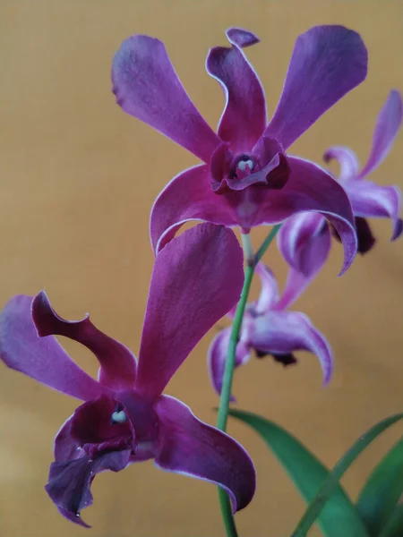 Orchidée Pourpre Dendrobium Gros Plan Sur Fond Orange — Photo