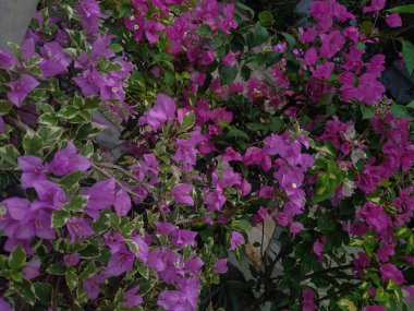 Güzel Bougainvillea ya da bahçede mor kağıt çiçekler