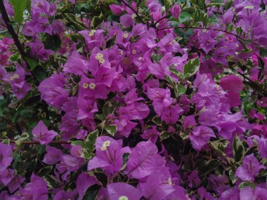 Güzel Bougainvillea ya da bahçede mor kağıt çiçekler