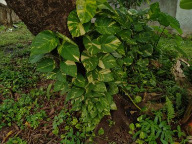 Büyük Epipremnum Aureum içinde sürünüyor.