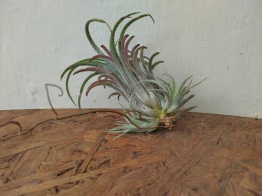 Beautiful Tillandsia ionantha rubra that has reproduced produces 3 offsets or pups on a wooden table. clipart