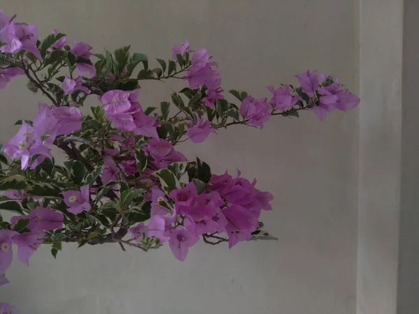 Красивий Фіолетовий Бугенвіль Або Паперова Квітка Кремовому Фоні Балконі — стокове фото