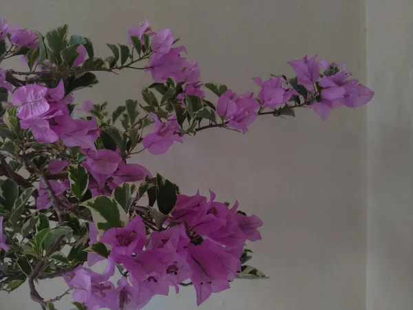 Красивий Фіолетовий Бугенвіль Або Паперова Квітка Кремовому Фоні Балконі — стокове фото