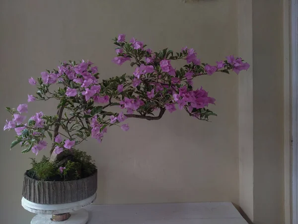 Krásná Fialová Bougainvillea Nebo Papírové Květiny Smetanové Pozadí Balkóně — Stock fotografie