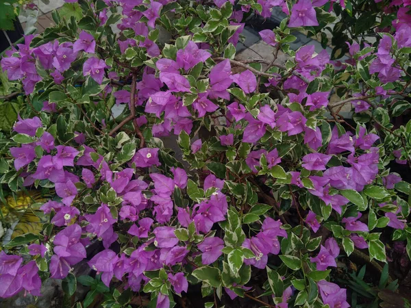 Красиві Бугенвільє Або Фіолетові Паперові Квіти Саду Листям Варігати — стокове фото