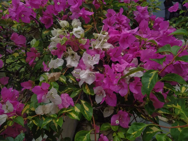 Bella Bougainvillea Bianco Viola Fiori Carta Giardino — Foto Stock