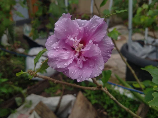 Hermosa Rosa Hibiscus Syriacus Sharon Flores Después Lluvia Tarde —  Fotos de Stock