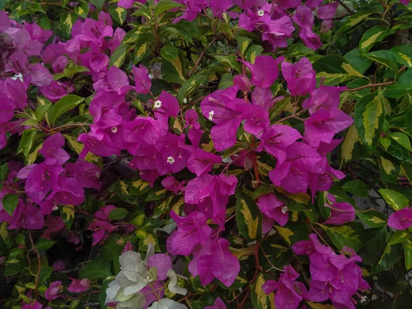 Красива Пані Бугенвіль Або Паперові Квіти Саду — стокове фото