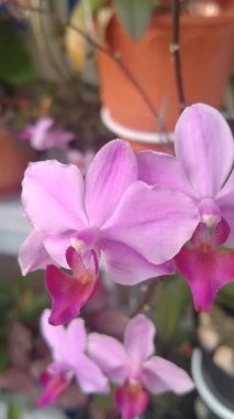 Bahçedeki çeşitli renklerde Orchidaceae, Phalaenopsis, dendrobium, vanda