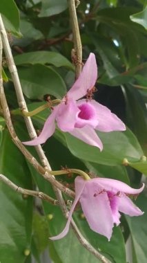 Solenopsis böceklerinin ya da orkideler üzerinde akın eden ateş karıncalarının videosu, bahçede Dendrobium anosmum