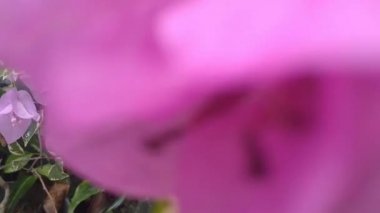 Bahçedeki farklı renkte Bougainvillea ya da kağıt çiçeklerin videosu