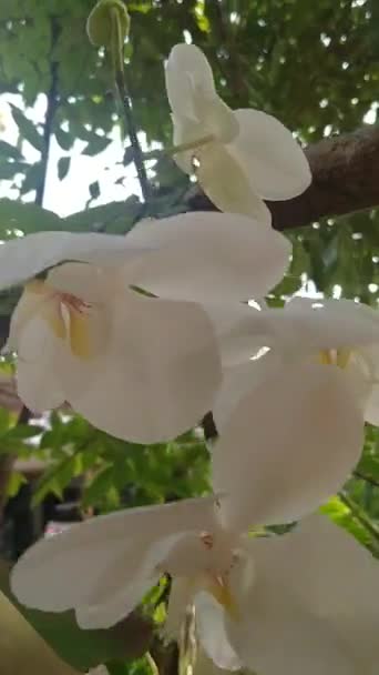 Wideo Pięknym Białym Phalaenopsis Amabilis Lub Księżyc Orchidea Ogrodzie — Wideo stockowe