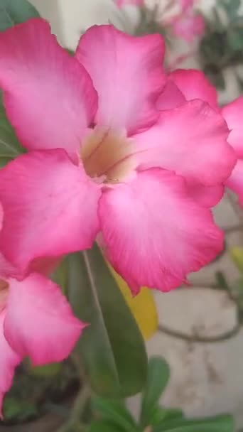 庭のピンクのAdenium ObesumまたはKambojaの花のビデオ — ストック動画