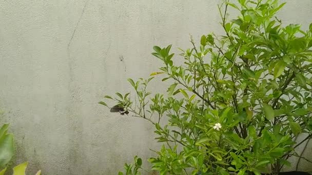 Vídeo Cámara Lenta Mariposa Negra Volando Jardín — Vídeos de Stock