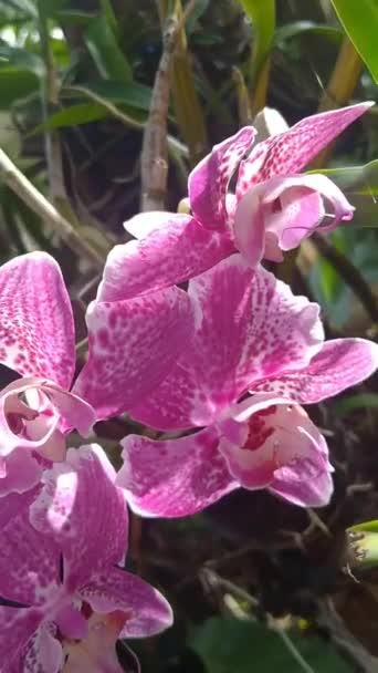 Video Von Schönen Lila Vanda Oder Orchidaceae Garten — Stockvideo