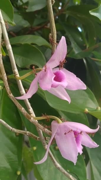 Video Insectos Solenopsis Hormiga Fuego Pululando Sobre Orquídeas Dendrobium Anosmum — Vídeo de stock