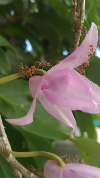 Video Solenopsis Insects Fire Ant Swarming Orchids Dendrobium Anosmum Garden — Stock Video