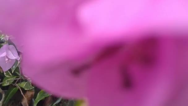 园中各种颜色的百合花或纸花的录像 — 图库视频影像