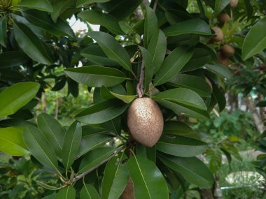 Meyve veren ve yakında hasat edilecek olan Manilkara zapota veya sapodilla.