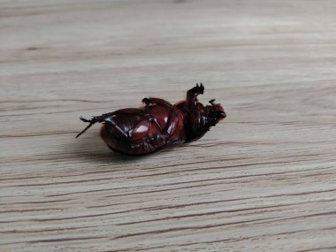 Dinostinae ya da gergedan böceği tahta motif arka planda zayıf bir yalan durumunda