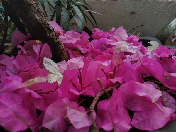 Pinkfarbene Bougainvillea Blume Fällt Garten Auf Den Boden — Stockfoto