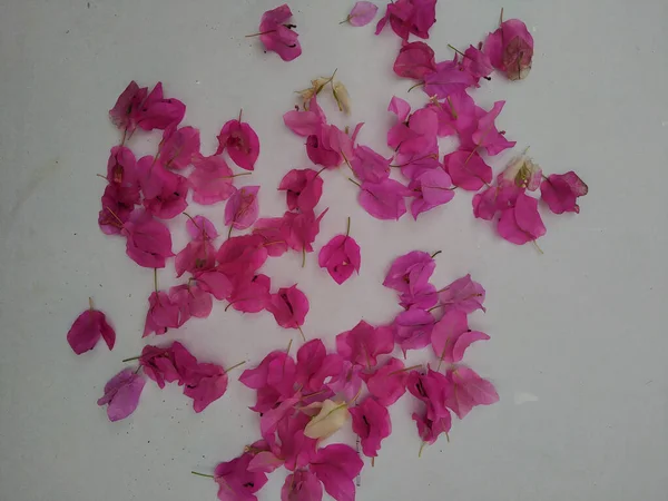Pink Bougainvillea Flowers Falling White Background Beautiful Botanical Shot Natural — Stock Photo, Image