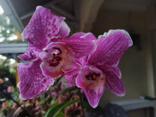Krásná Doritaenopsis Orchidej Květiny Zahradě Příroda Pozadí — Stock fotografie
