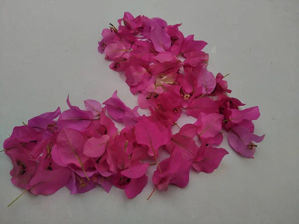 Крупним Планом Знімок Старої Квітки Троянди Ряд — стокове фото