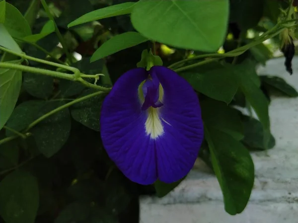 Primer Plano Clitoria Ternatea Telang Flor Flor Jardín Esta Flor —  Fotos de Stock